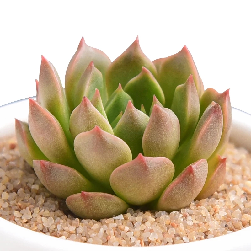 基地綠植類辦公場(chǎng)所室內(nèi)綠植，多肉植物齊全均可選擇